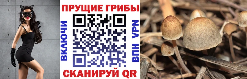 Галлюциногенные грибы Psilocybine cubensis  Усмань 
